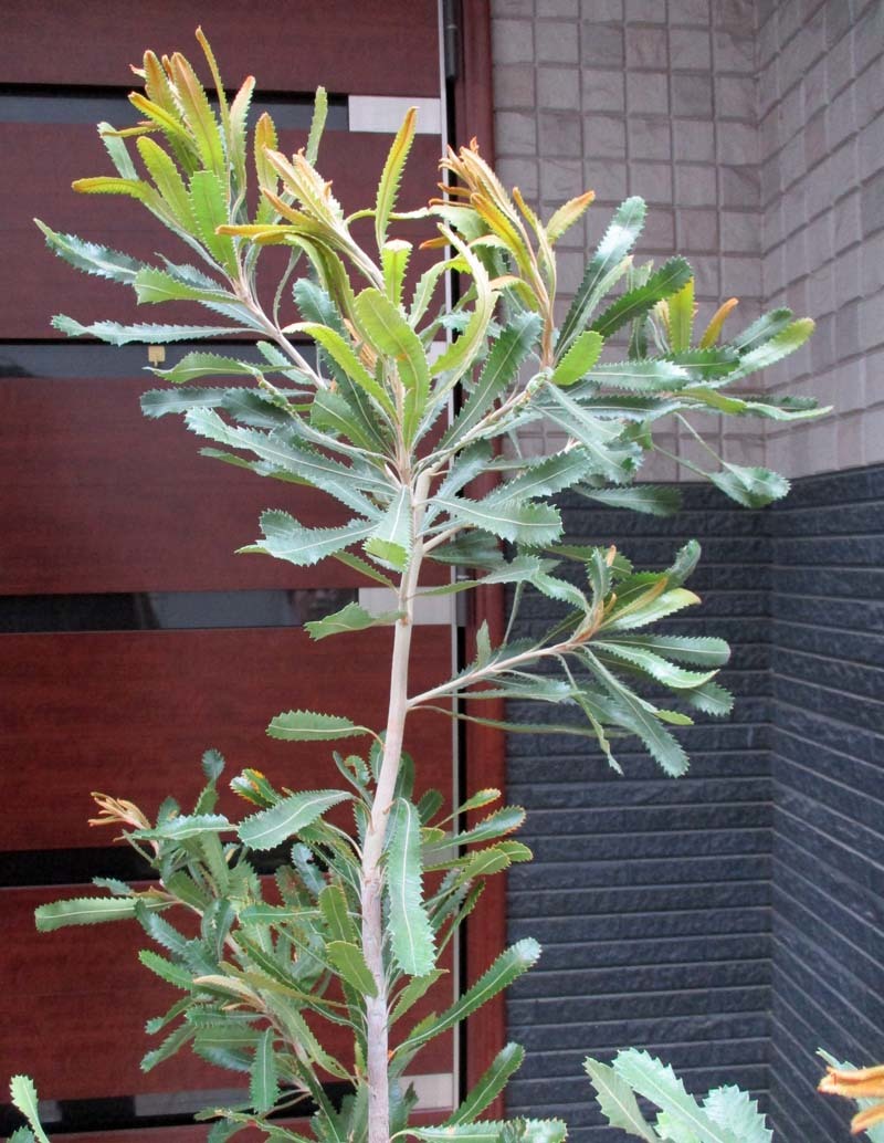 バンクシア（観葉植物｜花・観葉植物）：花・ガーデン・DIY バンクシア