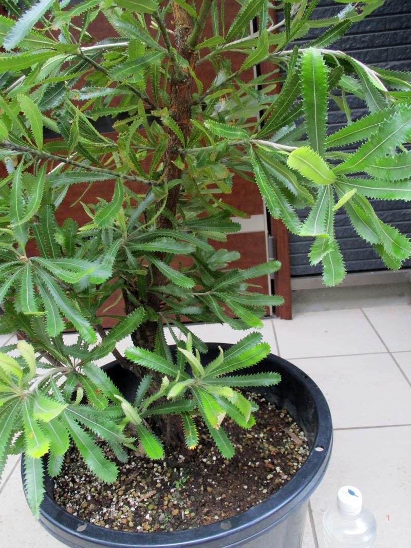 バンクシア（観葉植物｜花・観葉植物）：花・ガーデン・DIY バンクシア