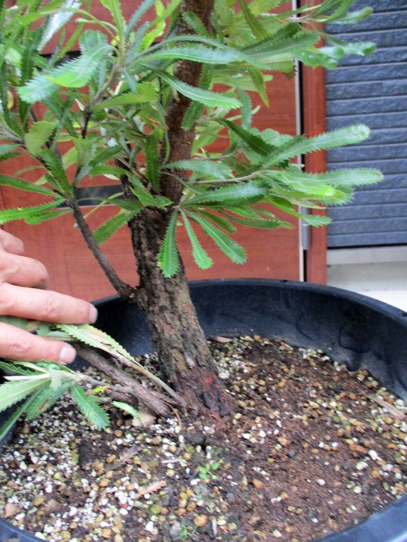 バンクシア（観葉植物｜花・観葉植物）：花・ガーデン・DIY バンクシア