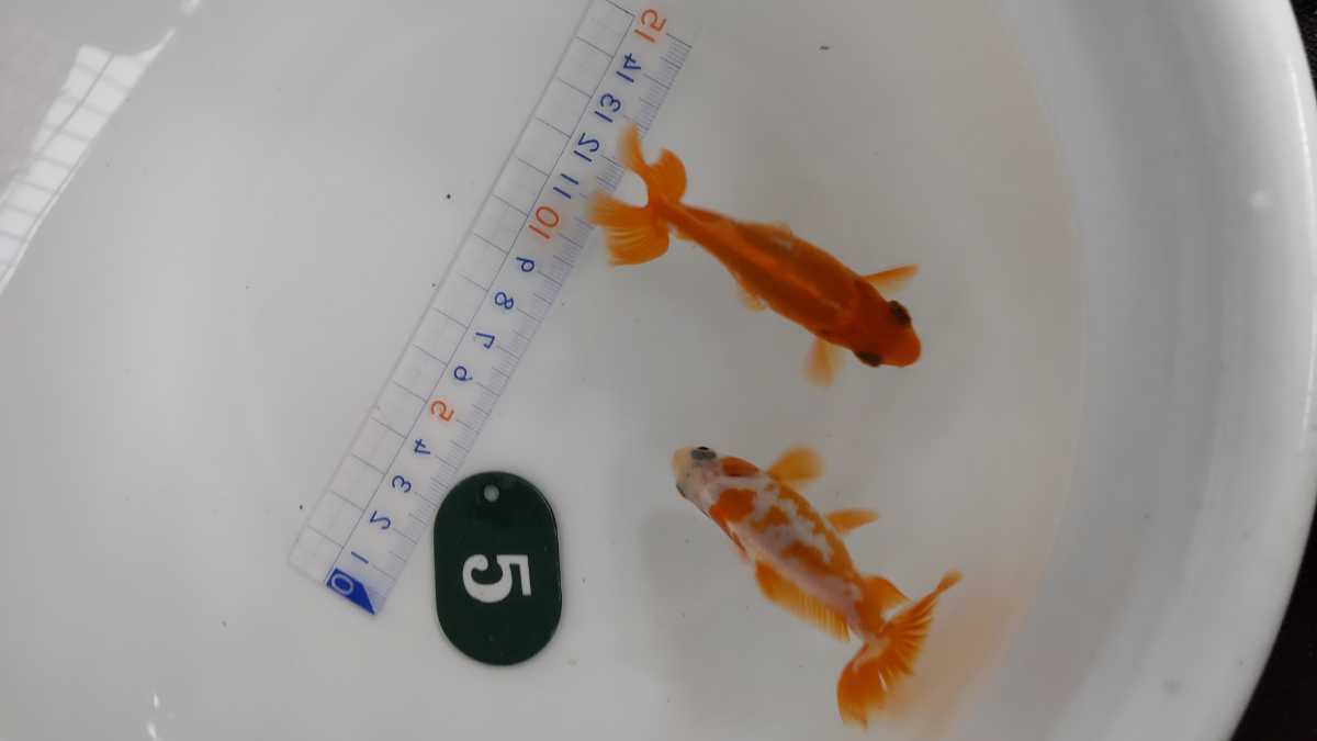 No.5ロクリン地金二才二匹_1