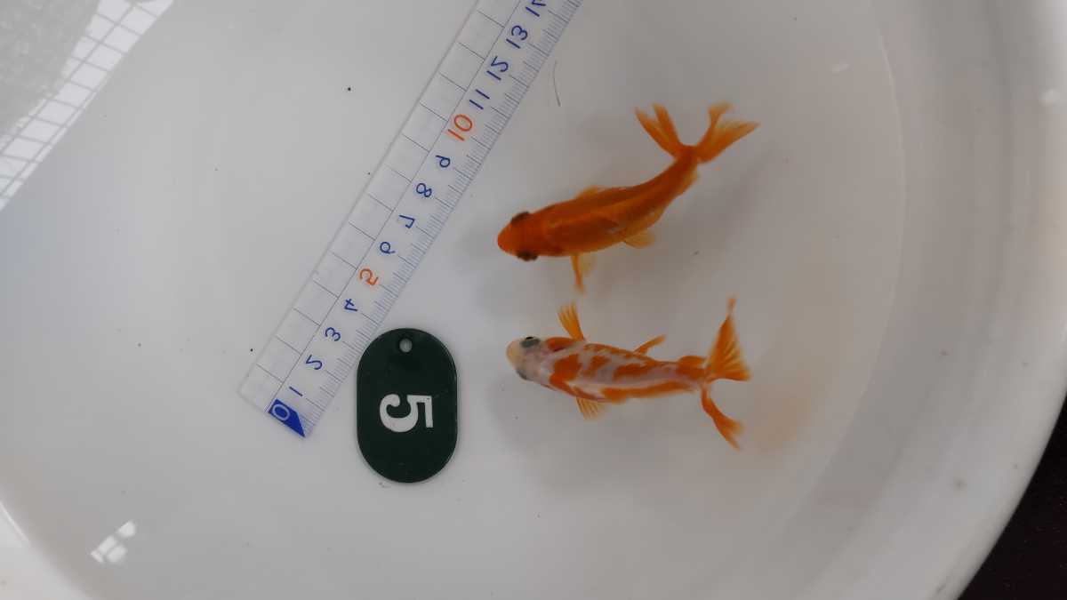 No.5ロクリン地金二才二匹_2