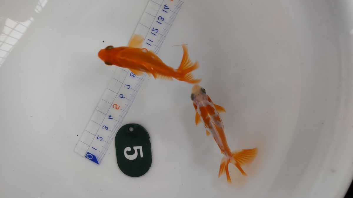 No.5ロクリン地金二才二匹_3