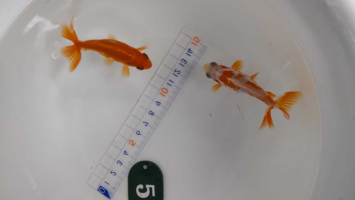 No.5ロクリン地金二才二匹_4