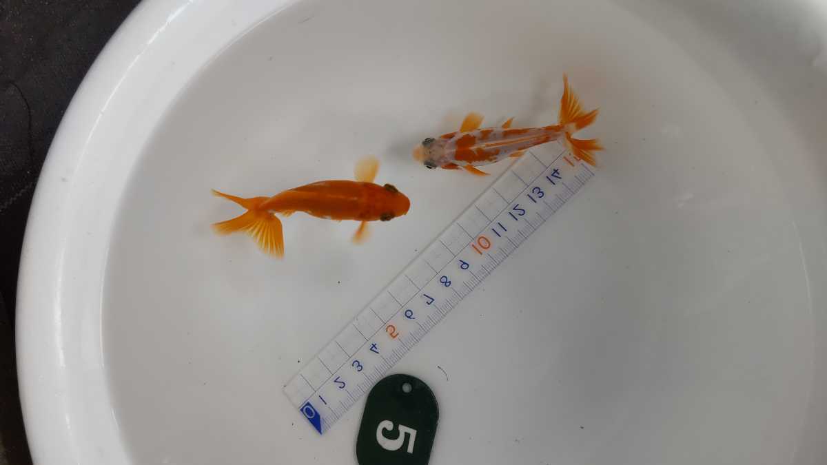 No.5ロクリン地金二才二匹_6