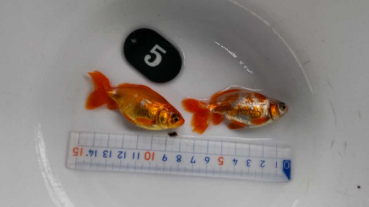 No.5ロクリン地金二才二匹_9