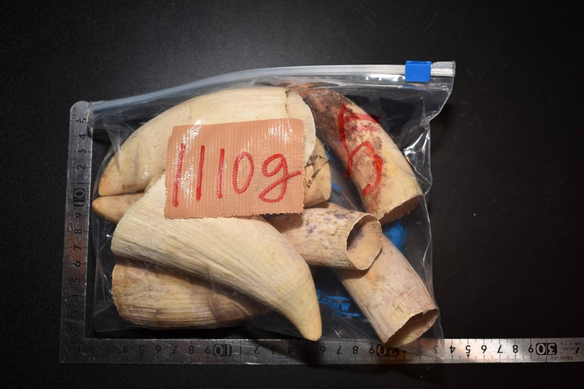 抹香鯨歯 美品 マッコウクジラ 抹香鯨 歯 鯨歯 クジラ歯 希少 まとめて合計重量約