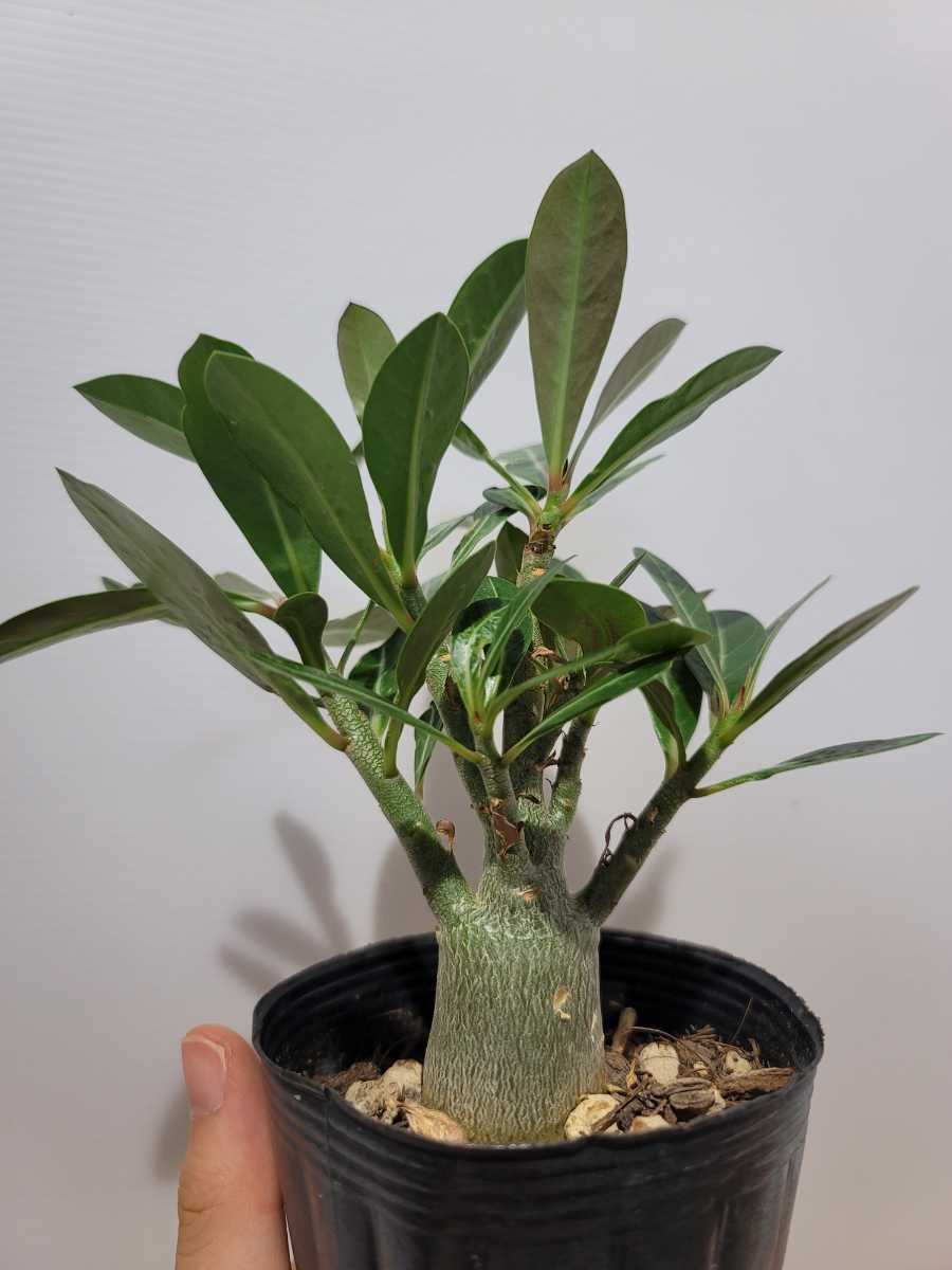 4 アデニウム アラビカム オベスム ソマレンセ 塊根植物 コーデックス 多肉植物 パキポディウム オトンナ アガベ Planet サボテン 売買されたオークション情報 Yahooの商品情報をアーカイブ公開 オークファン Aucfan Com