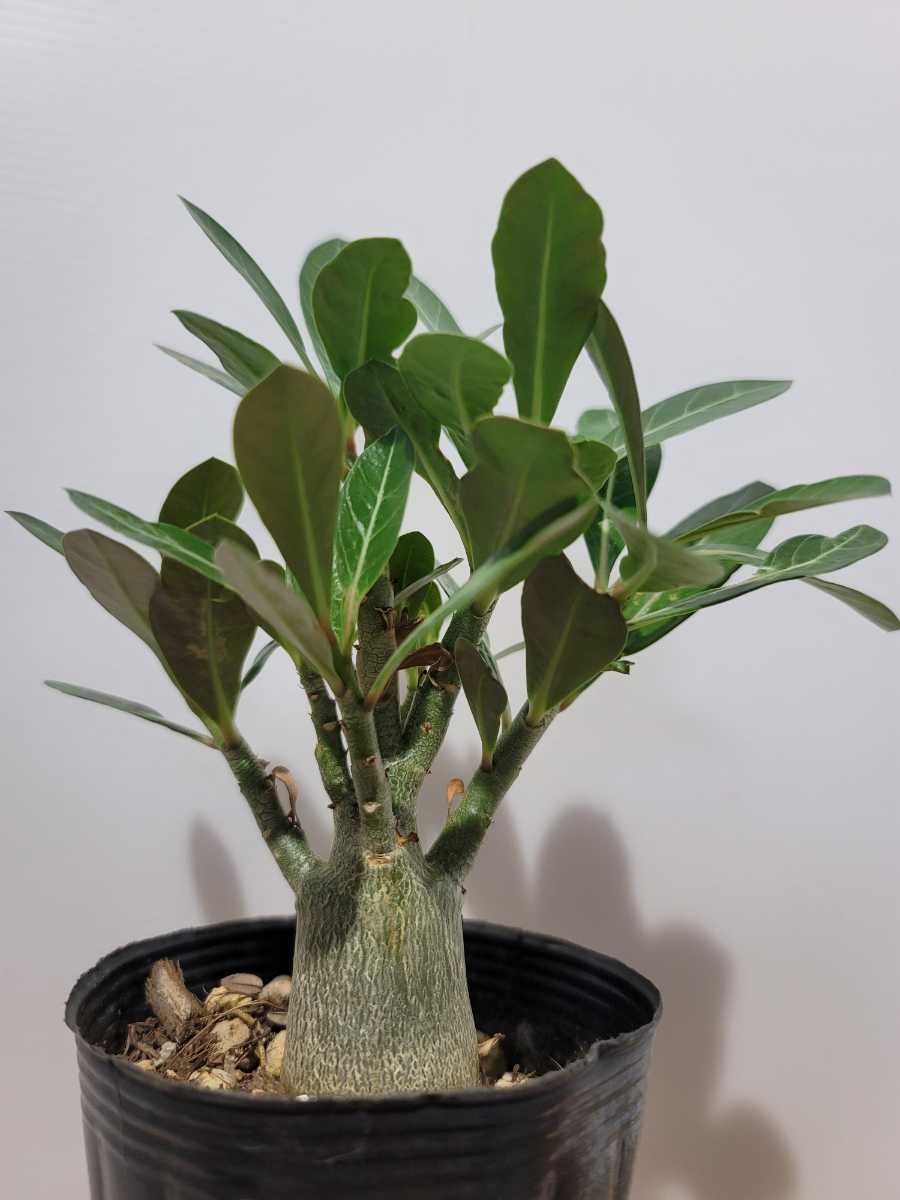 4 アデニウム アラビカム オベスム ソマレンセ 塊根植物 コーデックス 多肉植物 パキポディウム オトンナ アガベ Planet サボテン 売買されたオークション情報 Yahooの商品情報をアーカイブ公開 オークファン Aucfan Com