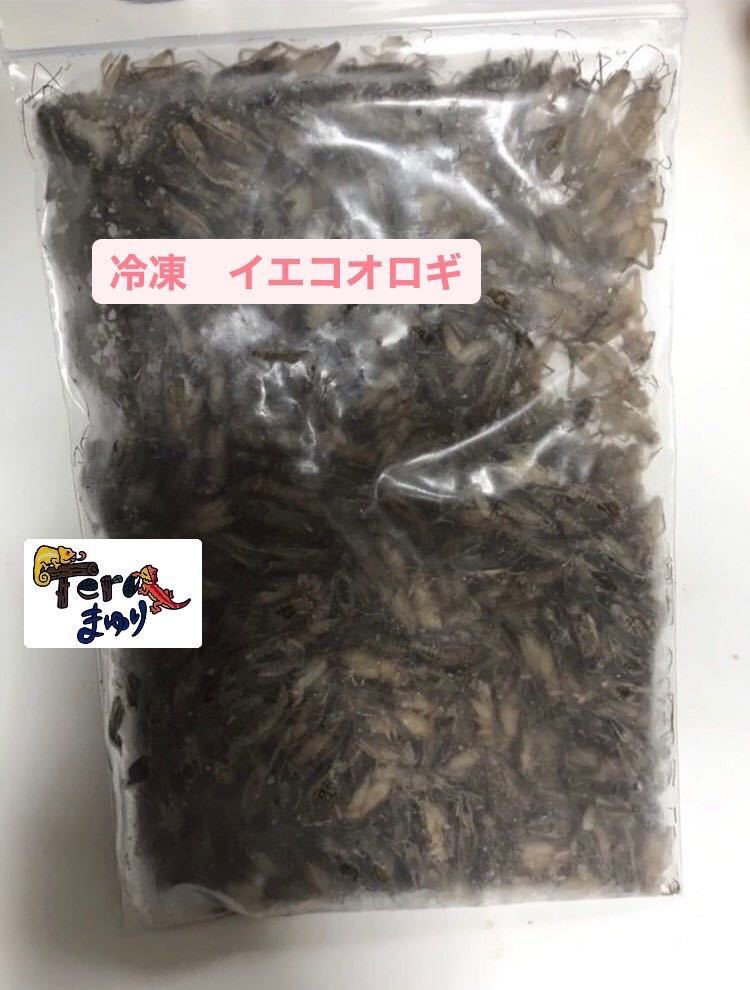 冷凍イエコオロギ】1kg 約2500匹 爬虫類・両生類用品 冷凍コオロギ