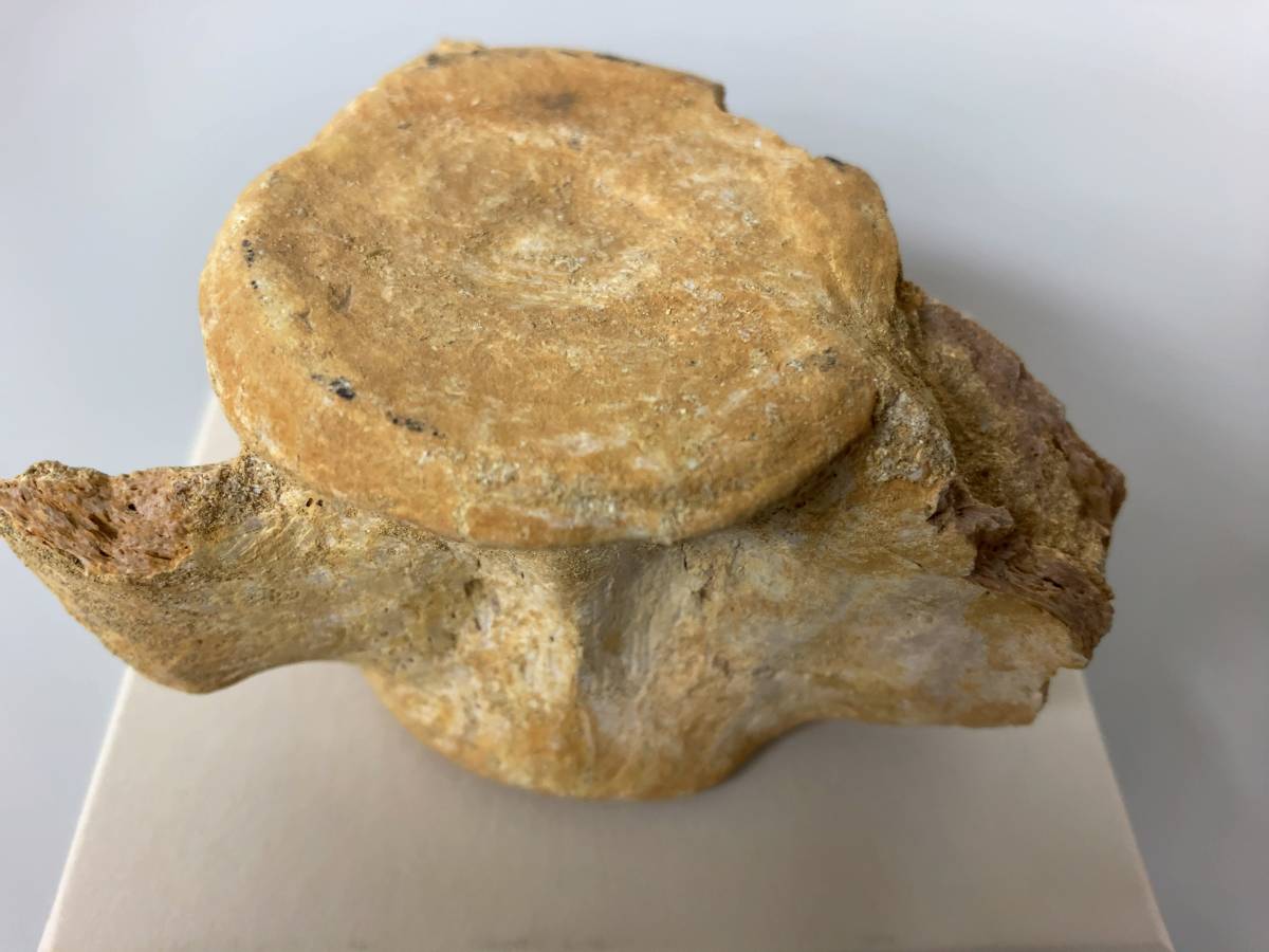 レア！体長20メートルに達した、巨大な竜脚形類、レッバキ - 魚の