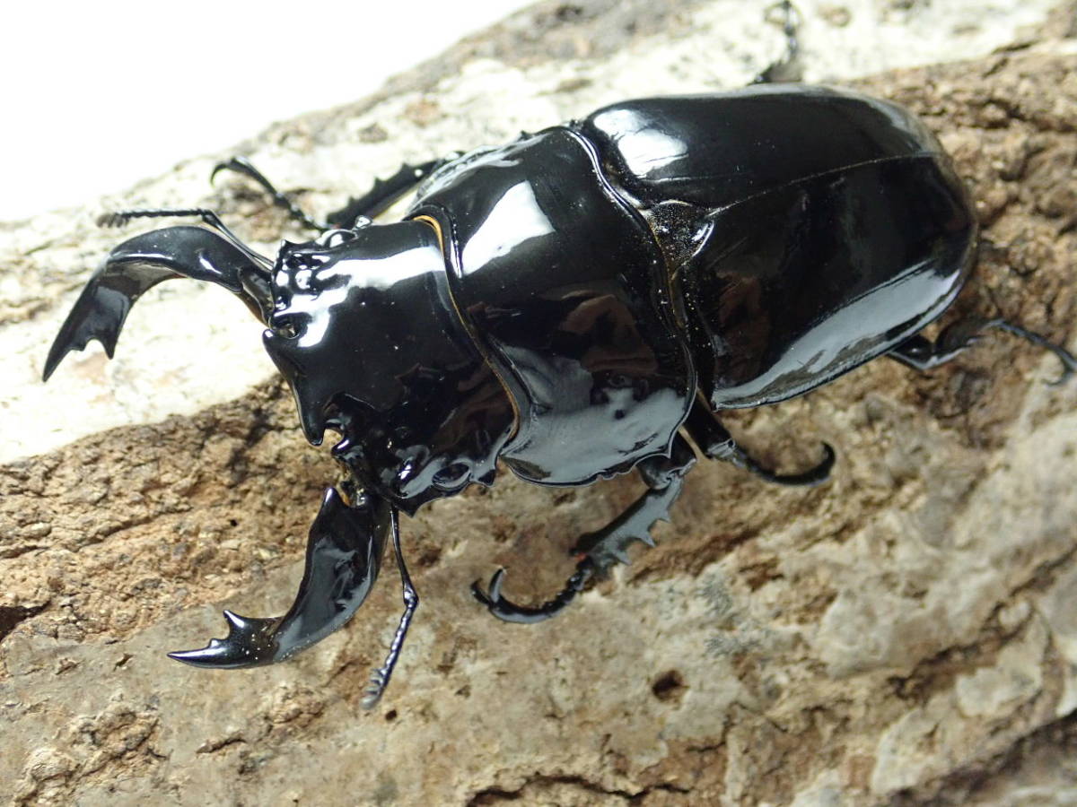 □大型□タランドゥスオオツヤクワガタ♂83㎜単品□即ブリ可□