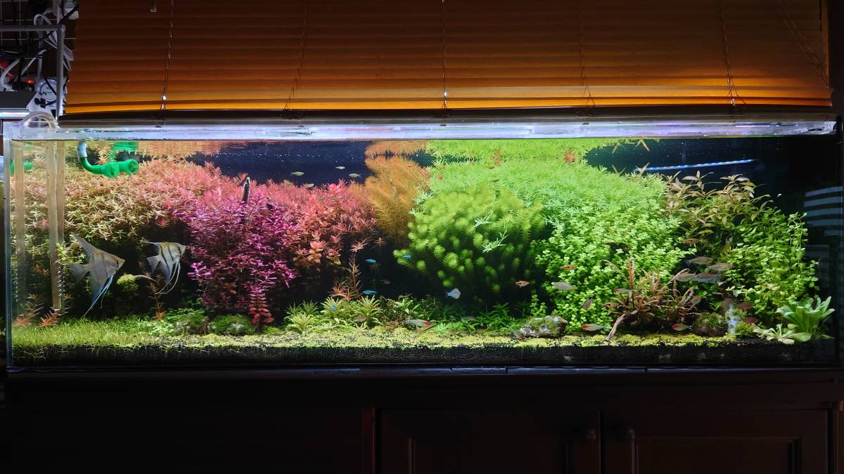 アクロ triangle grow 300cm水槽用 Ledライト 照明 売買されたオークション情報 Yahooの商品情報をアーカイブ公開 オークファン Aucfan Com アクロ triangle grow 300cm水槽用 Ledライト 照明 売買されたオークション情報 Yahooの商品情報をアーカイブ公開 オークファン Aucfan Com