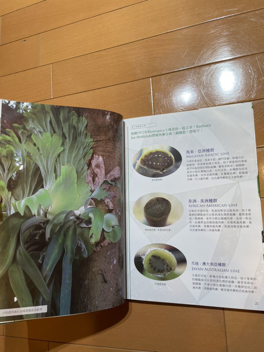 2025年3月 台湾 ビカクシダ育成・品種ガイド本 「鹿角蕨日記簿」新品未