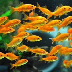 金魚小赤のヤフオク の相場 価格を見る ヤフオク の金魚小赤のオークション売買情報は35件が掲載されています