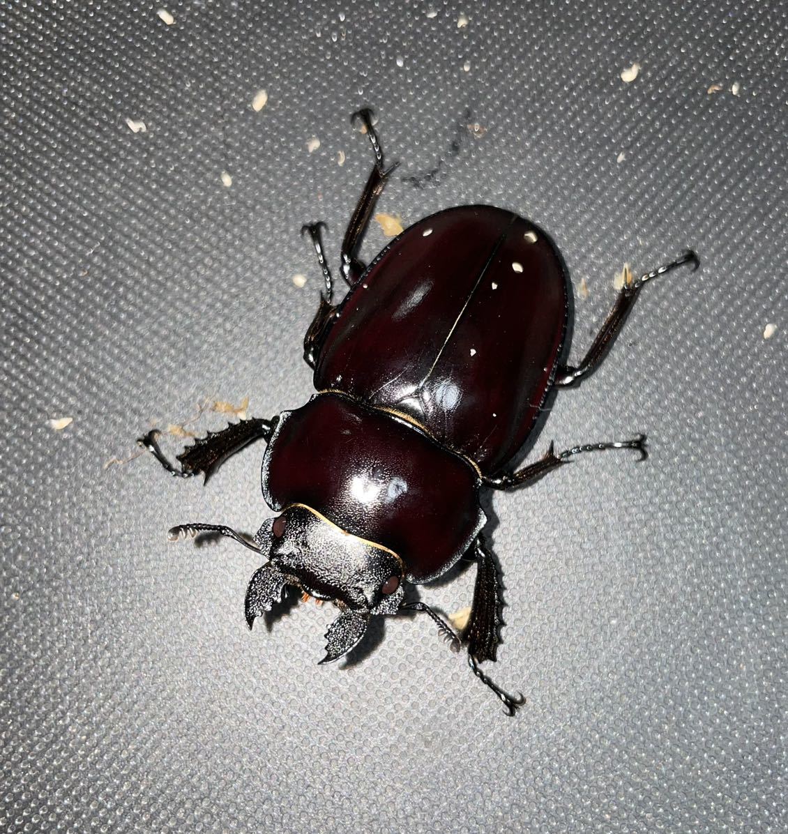 ヤエヤママルバネ ♀単