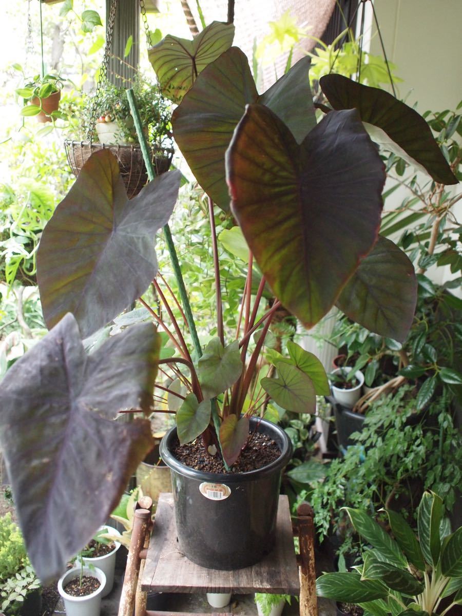 コロカシア エスクレンタ タロイモ Colocasia Esculenta 東南アジア原産 黒葉サトイモ 大株 観葉植物 売買されたオークション情報 Yahooの商品情報をアーカイブ公開 オークファン Aucfan Com