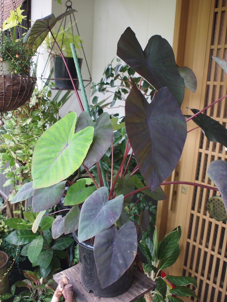 コロカシア エスクレンタ タロイモ Colocasia Esculenta 東南アジア原産 黒葉サトイモ 大株 観葉植物 売買されたオークション情報 Yahooの商品情報をアーカイブ公開 オークファン Aucfan Com