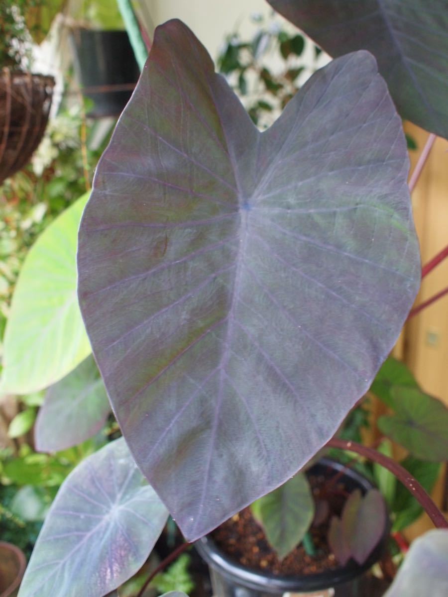 コロカシア エスクレンタ タロイモ Colocasia Esculenta 東南アジア原産 黒葉サトイモ 大株 観葉植物 売買されたオークション情報 Yahooの商品情報をアーカイブ公開 オークファン Aucfan Com