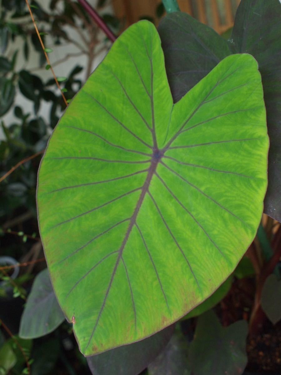 コロカシア エスクレンタ タロイモ Colocasia Esculenta 東南アジア原産 黒葉サトイモ 大株 観葉植物 売買されたオークション情報 Yahooの商品情報をアーカイブ公開 オークファン Aucfan Com