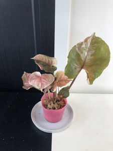 ヤフオク の花 園芸 Ynの相場 価格を見る 2ページ目 ヤフオク のynのオークションの花 園芸売買情報は3件が掲載されています