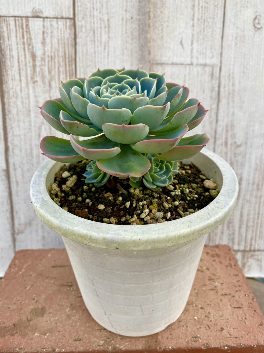 多肉植物 子株付き七福神 寄せ植えに サボテン 売買されたオークション情報 Yahooの商品情報をアーカイブ公開 オークファン Aucfan Com