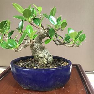 ガジュマルのヤフオク の相場 価格を見る ヤフオク のガジュマルのオークション売買情報は113件が掲載されています