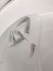 メダカ みゆきのヤフオク の相場 価格を見る ヤフオク のメダカ みゆきのオークション売買情報は157件が掲載されています