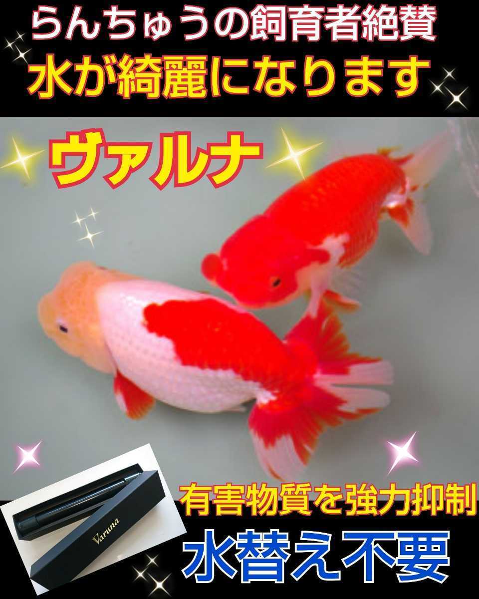 送料無料!水槽の水質改善に!【ヴァルナミニ15センチ】有害物質 送料無料!水槽の水質改善に!【ヴァルナミニ15センチ】有害物質