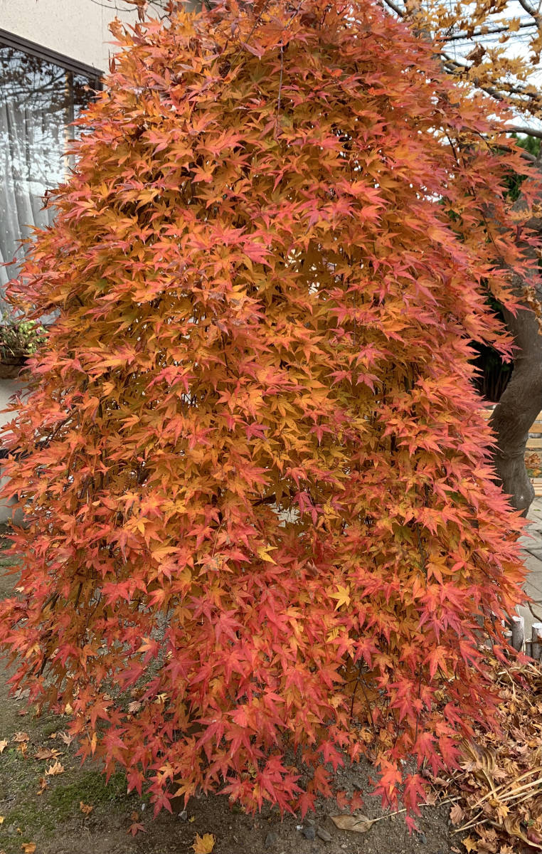 すだれもみじ 紅葉 挿し穂 10本 流泉 夏緑 枝垂れ しだれもみじ かえ 挿し木 庭園木 庭木 モミジ もみじ 植木 植木 庭木 売買されたオークション情報 Yahooの商品情報をアーカイブ公開 オークファン Aucfan Com