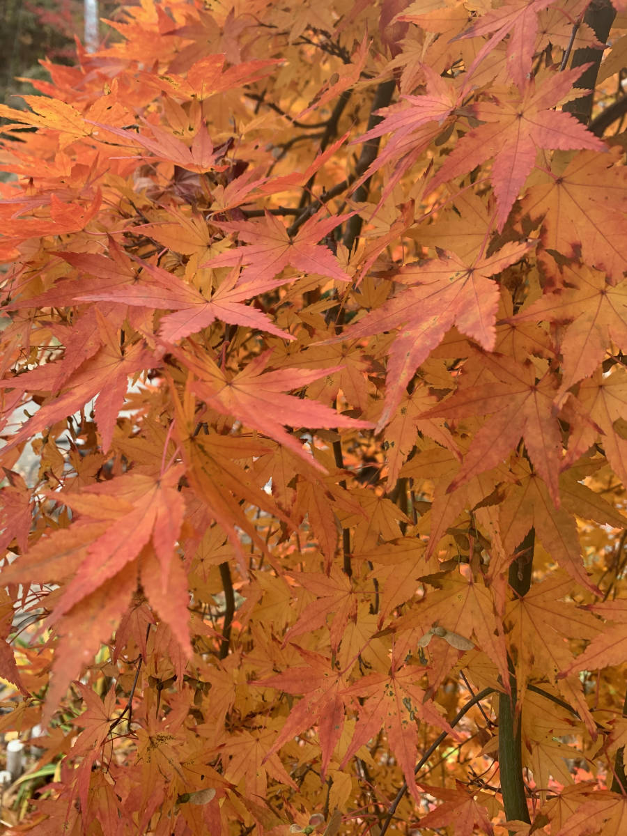 すだれもみじ 紅葉 挿し穂 10本 流泉 夏緑 枝垂れ しだれもみじ かえ 挿し木 庭園木 庭木 モミジ もみじ 植木 植木 庭木 売買されたオークション情報 Yahooの商品情報をアーカイブ公開 オークファン Aucfan Com