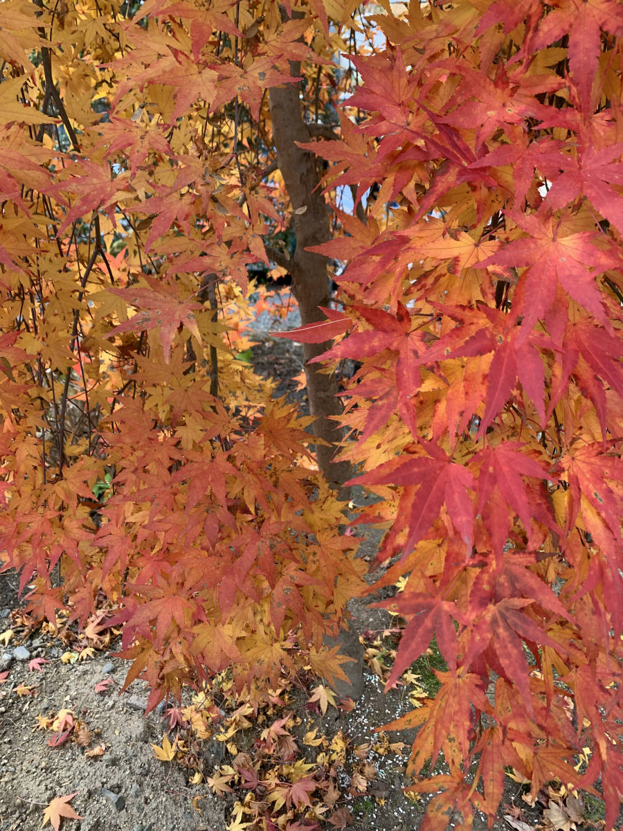 すだれもみじ 紅葉 挿し穂 10本 流泉 夏緑 枝垂れ しだれもみじ かえ 挿し木 庭園木 庭木 モミジ もみじ 植木 植木 庭木 売買されたオークション情報 Yahooの商品情報をアーカイブ公開 オークファン Aucfan Com