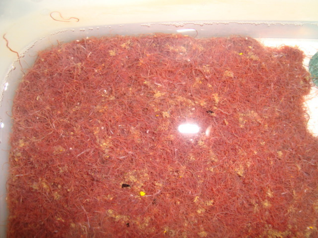 国産 天然 クリーンイトミミズ（４００ｇ）100種類もの効果を発揮するサプリメントを加えた新商品 （九州、沖縄、北海道の地域入札不可）