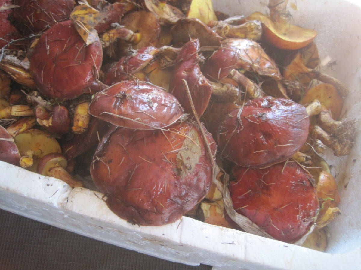 格安。大型。塩漬け。。落葉ハナイグチ。1キロ。最高美味しい_1