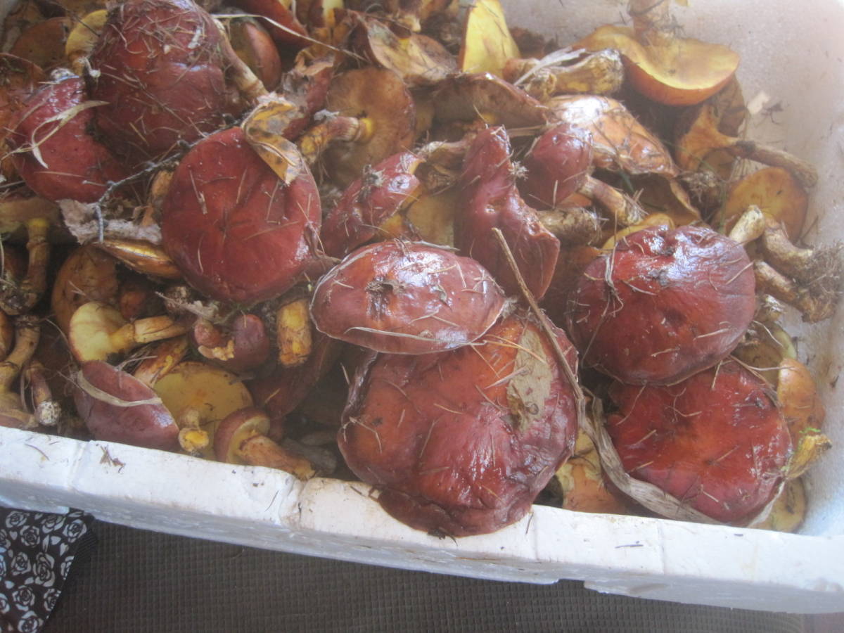 格安。大型。塩漬け。。落葉ハナイグチ。1キロ。最高美味しい_2