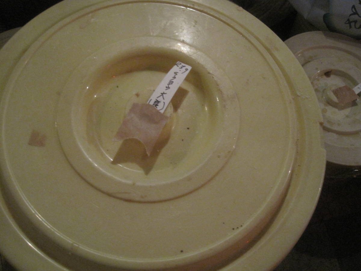 格安。大型。塩漬け。。落葉ハナイグチ。1キロ。最高美味しい_4