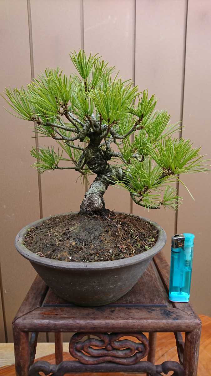 盆栽 五葉松 樹高22cm 五葉松 盆栽 樹高22cm 樹高22cm 五葉松盆栽
