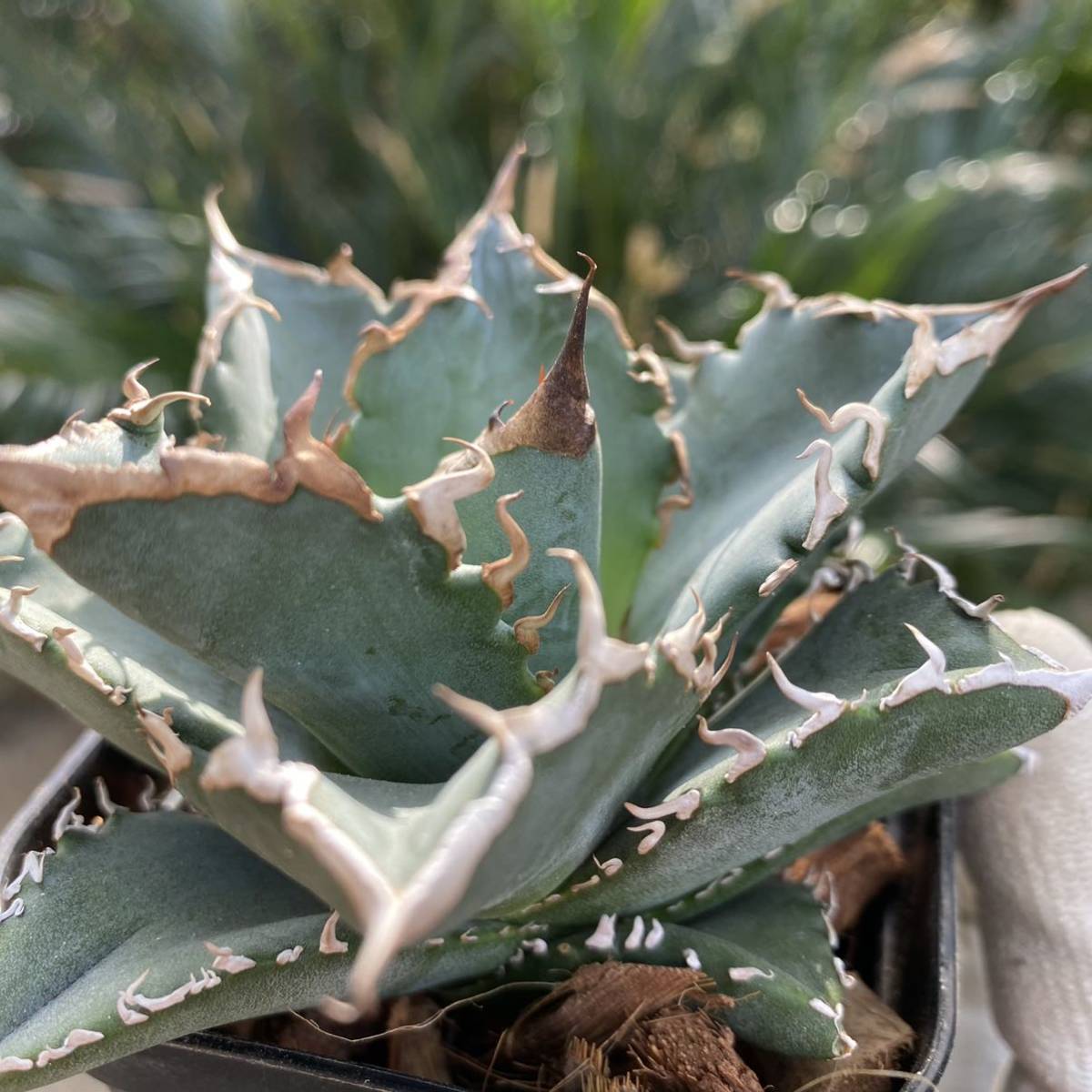 チタノタ アガベ 白鯨 titanota 強棘 agave 公式通販 強棘太 台湾輸入 