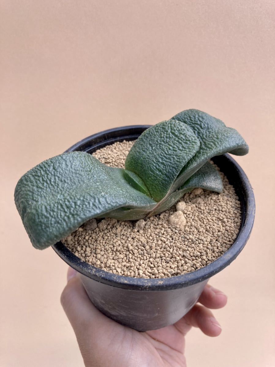 低価，お得 酒井臥牛 実生苗 六年生 ザラ肌 臥牛 ガステリア 多肉植物 ビザールプランツ 珍奇植物(観葉植物)｜売買されたオークション情報、yahooの商品情報をアーカイブ公開 - オークファン その他