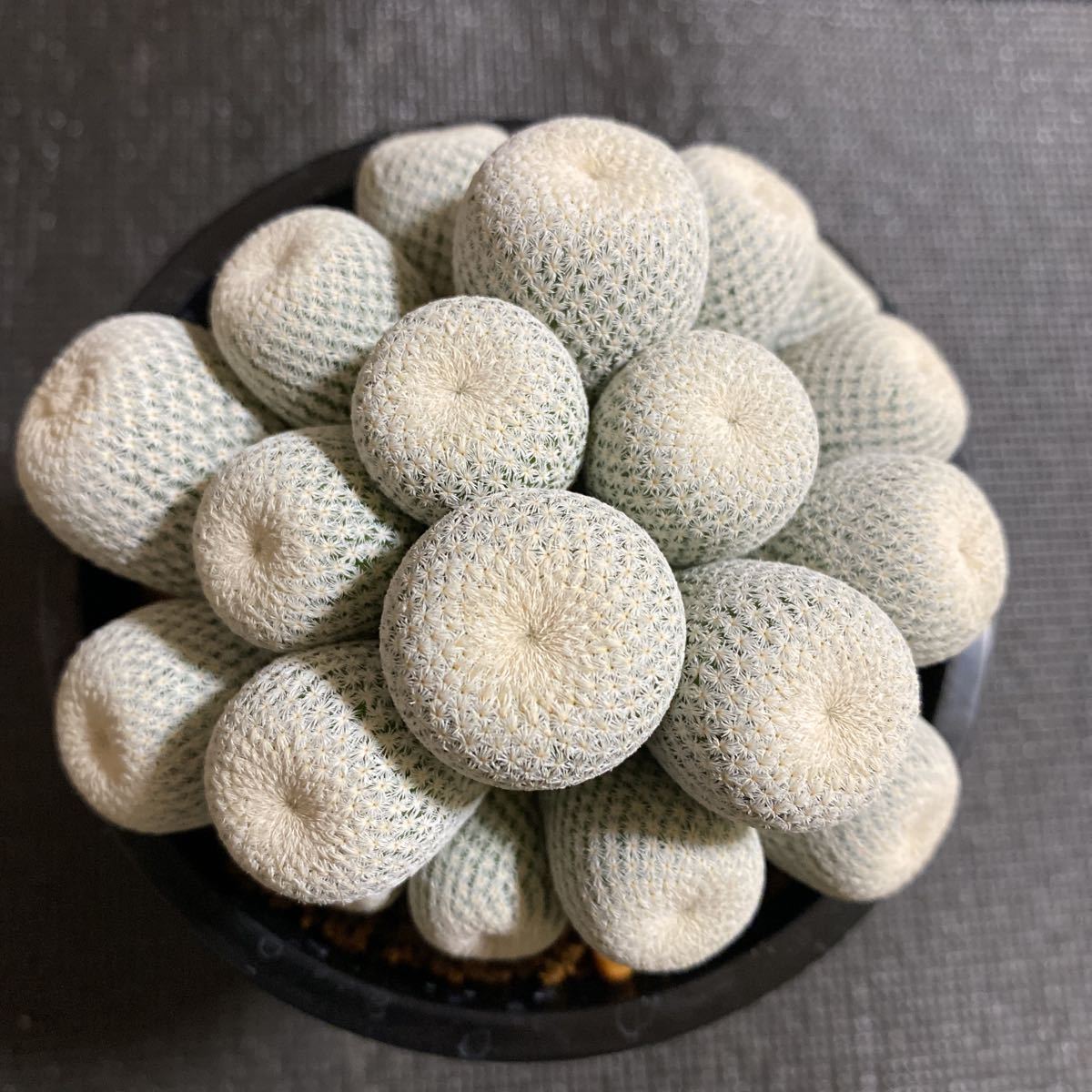 美株！ 小人の帽子群生 実根 エピテランサ サボテン 多肉植物 【公式通販】
