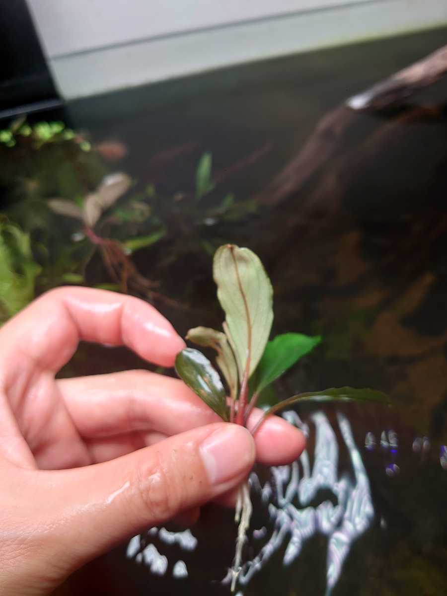 Bucephalandra - sp. Care Guide 0 Tissue Plants 'Kedagang' Culture