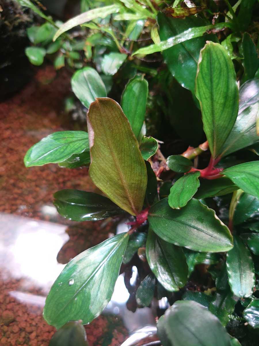 Bucephalandra - sp. Care Guide 0 Tissue Plants 'Kedagang' Culture