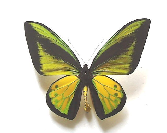 外国産蝶標本 ゴライアストリバネアゲハ A♂ セラム島 産(その他