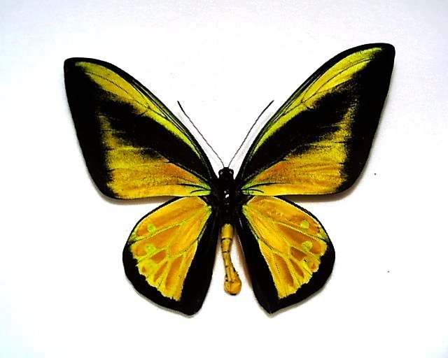外国産蝶標本 ゴライアストリバネアゲハ A♂ セラム島 産(その他