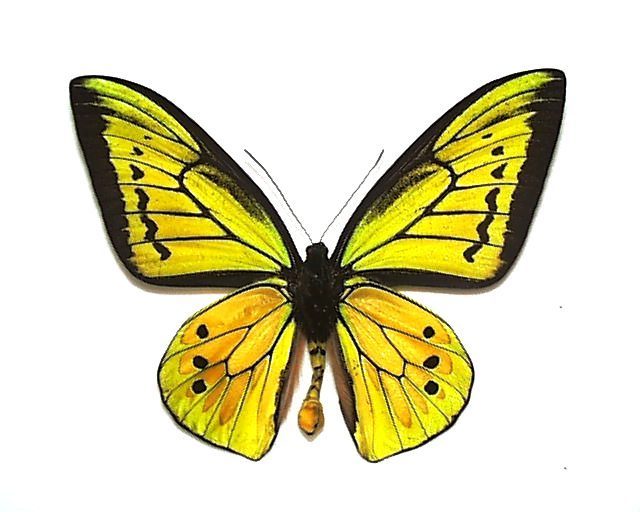 外国産蝶標本 ゴライアストリバネアゲハ A♂ セラム島 産(その他