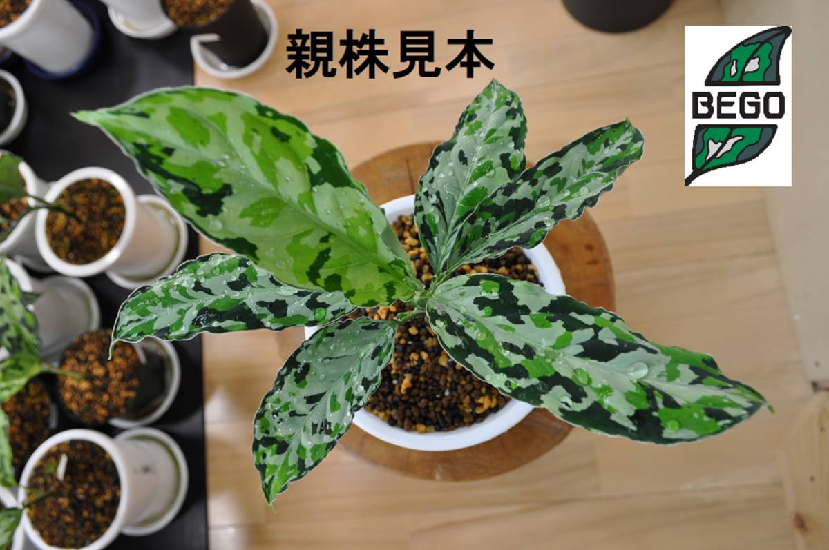 2025，正規品BEGO-SELECT アグラオネマ ラプラス箱 Aglaonema Pictum "Laplace" UC Sibolga timur AZ 0213－5C 箱(観葉植物)｜売買されたオークション情報、yahooの商品情報をアーカイブ公開 - オークファン その他