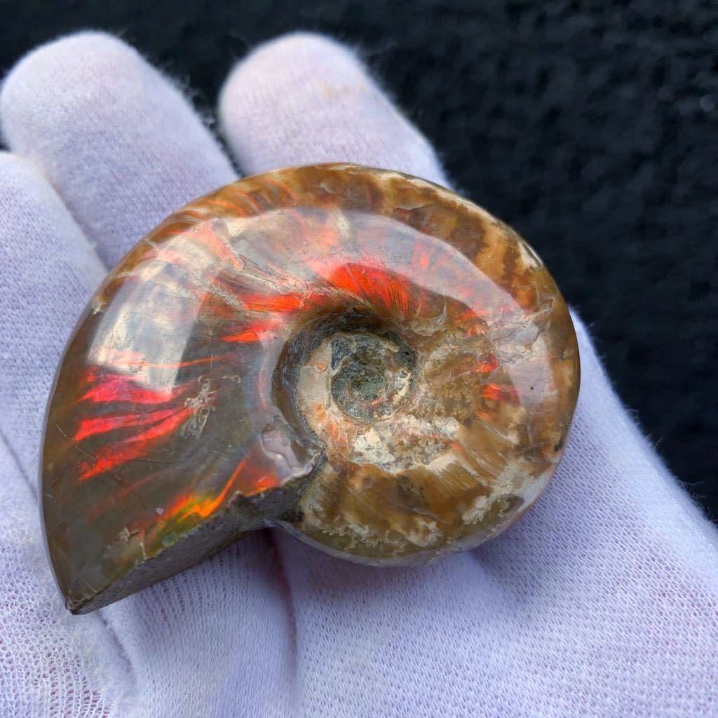 綺麗なオパール化 アンモナイト化石 56g多彩な発色が特徴的な虹色の遊