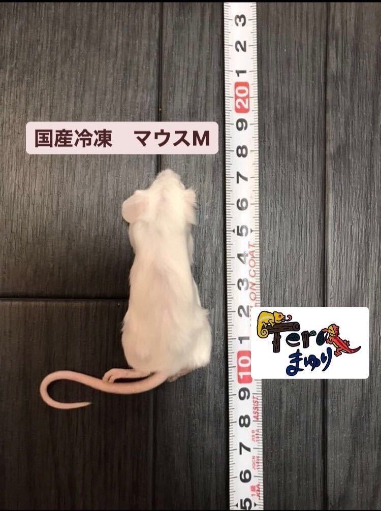 送料無料 冷凍マウスアダルトM50匹 ファジー20匹 ブランド公式通販