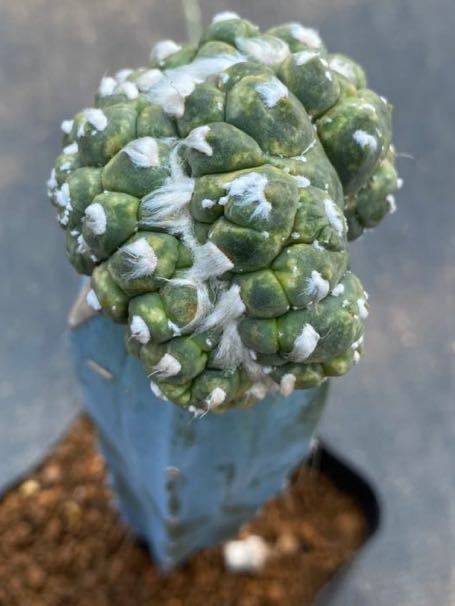Astrophytum サボテン asterias plants 兜丸 trigger - 悟空兜錦綴化
