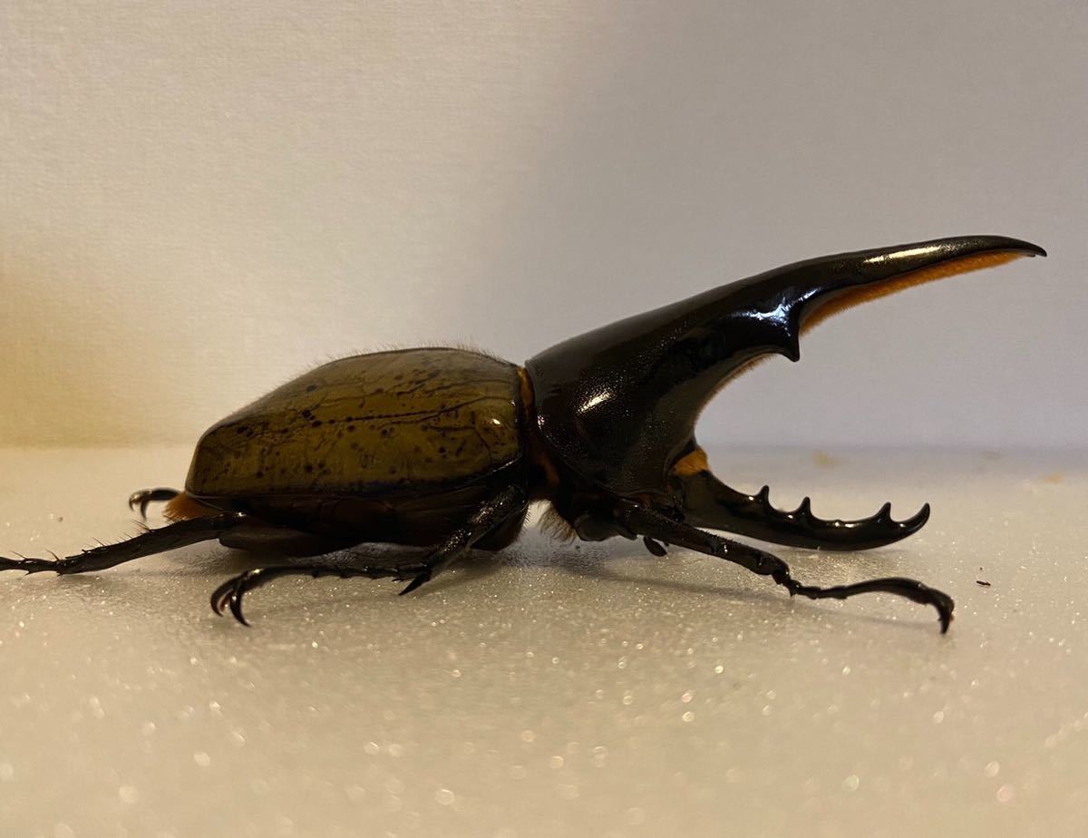 ヘラクレスオオカブト ギネス血統 オス一頭 カブトムシ