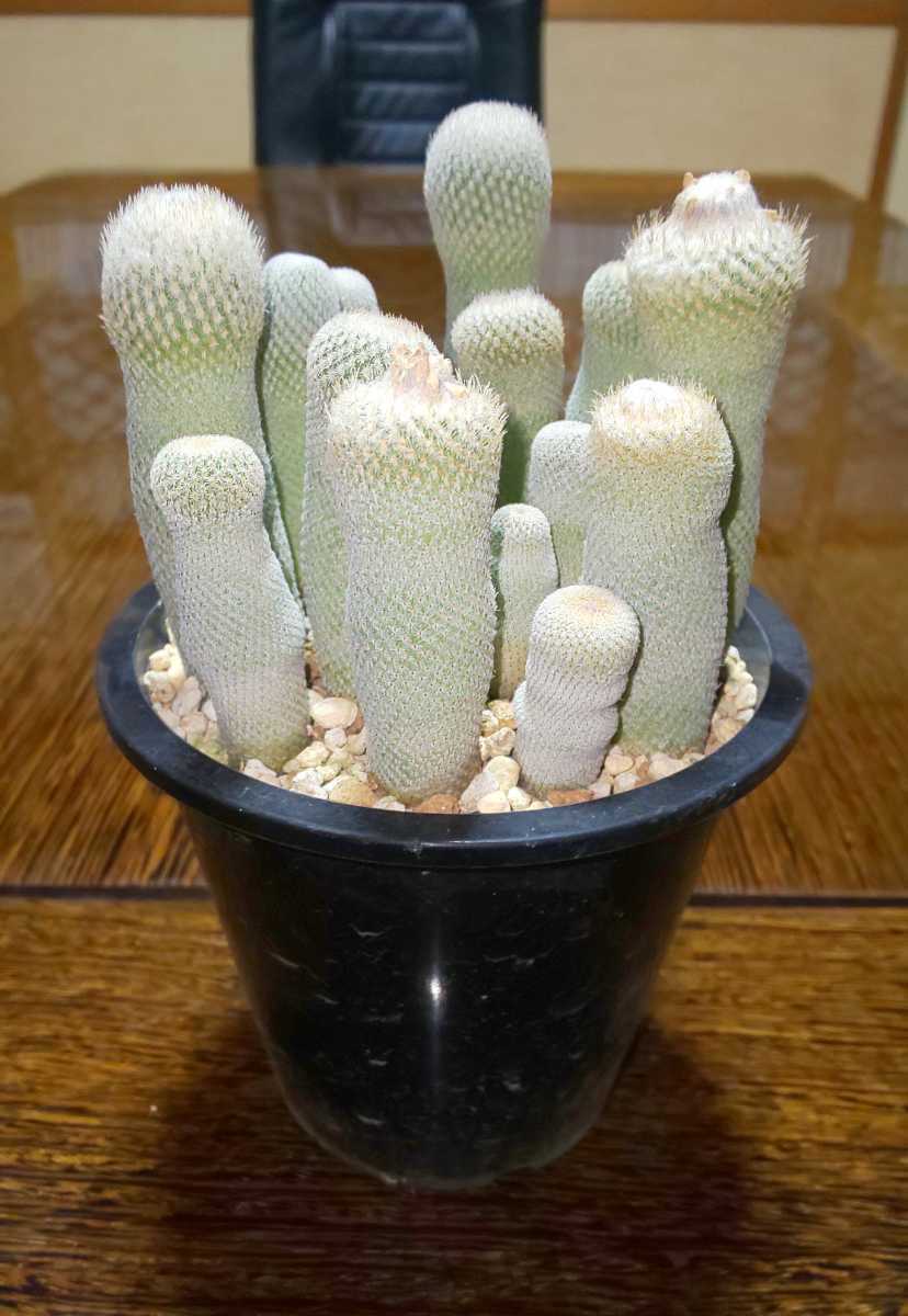 サボテン 月世界? 寄せ植え